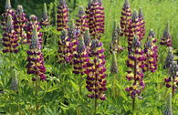 Lupine 'Manhattan Lights' ®