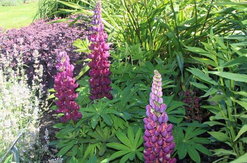 Lupine 'Masterpiece' ® - Lupinus polyphyllus 'Masterpiece' ®