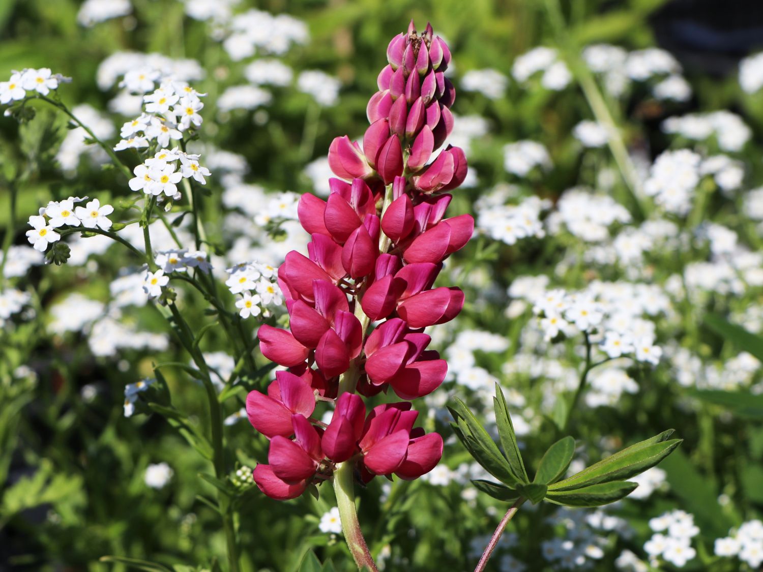 Lupine 'Mein Schloss'