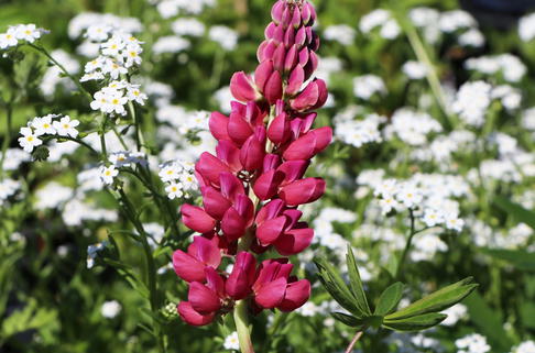 Lupine 'Mein Schloss' - Lupinus polyphyllus 'Mein Schloss'