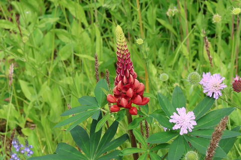 Lupine 'My Castle' - Lupinus polyphyllus 'My Castle'