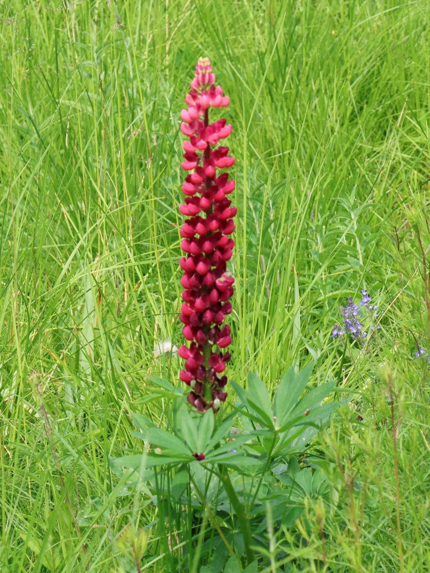 Lupine 'My Castle' - Lupinus polyphyllus 'My Castle'