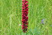 Lupine 'My Castle' - Lupinus polyphyllus 'My Castle'