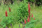 Lupine 'My Castle' - Lupinus polyphyllus 'My Castle'