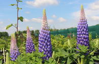 Lupine 'Persian Slipper'