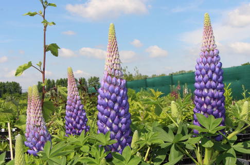 Lupine 'Persian Slipper' - Lupinus polyphyllus 'Persian Slipper'