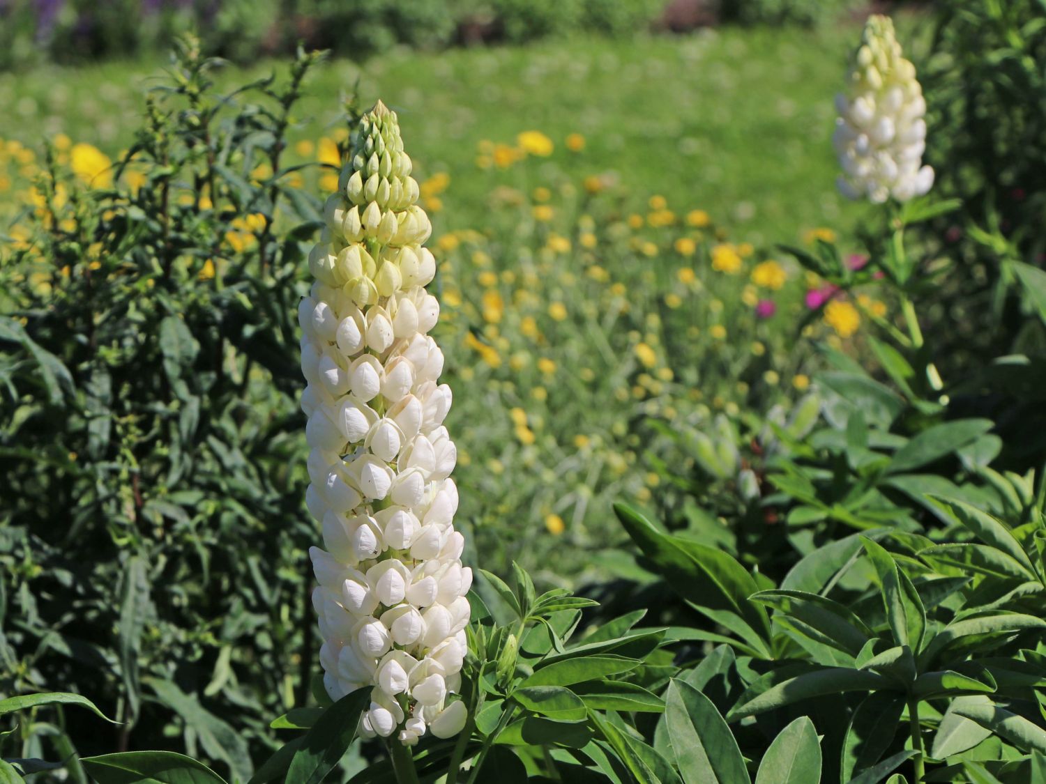 Lupine Westcountry 'Polar Princess' Beste Sorten & StaudenWissen