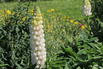 Lupine Westcountry 'Polar Princess' - Lupinus polyphyllus Westcountry 'Polar Princess'