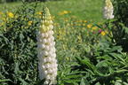 Lupine Westcountry 'Polar Princess' - Lupinus polyphyllus Westcountry 'Polar Princess'