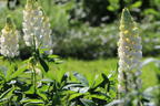 Lupine Westcountry 'Polar Princess' - Lupinus polyphyllus Westcountry 'Polar Princess'