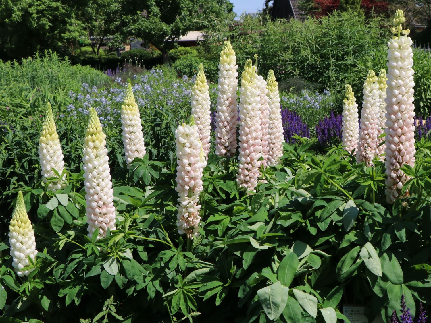 Lupine Westcountry 'Polar Princess' - Lupinus polyphyllus Westcountry 'Polar Princess'