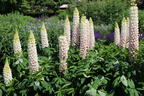 Lupine Westcountry 'Polar Princess' - Lupinus polyphyllus Westcountry 'Polar Princess'