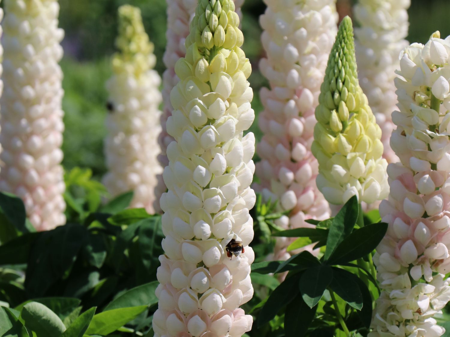 Lupine Westcountry 'Polar Princess' Beste Sorten & StaudenWissen