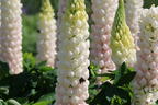 Lupine Westcountry 'Polar Princess' - Lupinus polyphyllus Westcountry 'Polar Princess'