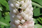 Lupine Westcountry 'Polar Princess' - Lupinus polyphyllus Westcountry 'Polar Princess'