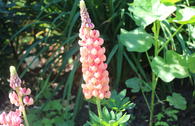 Lupine Westcounty-Serie 'Salmon Star'