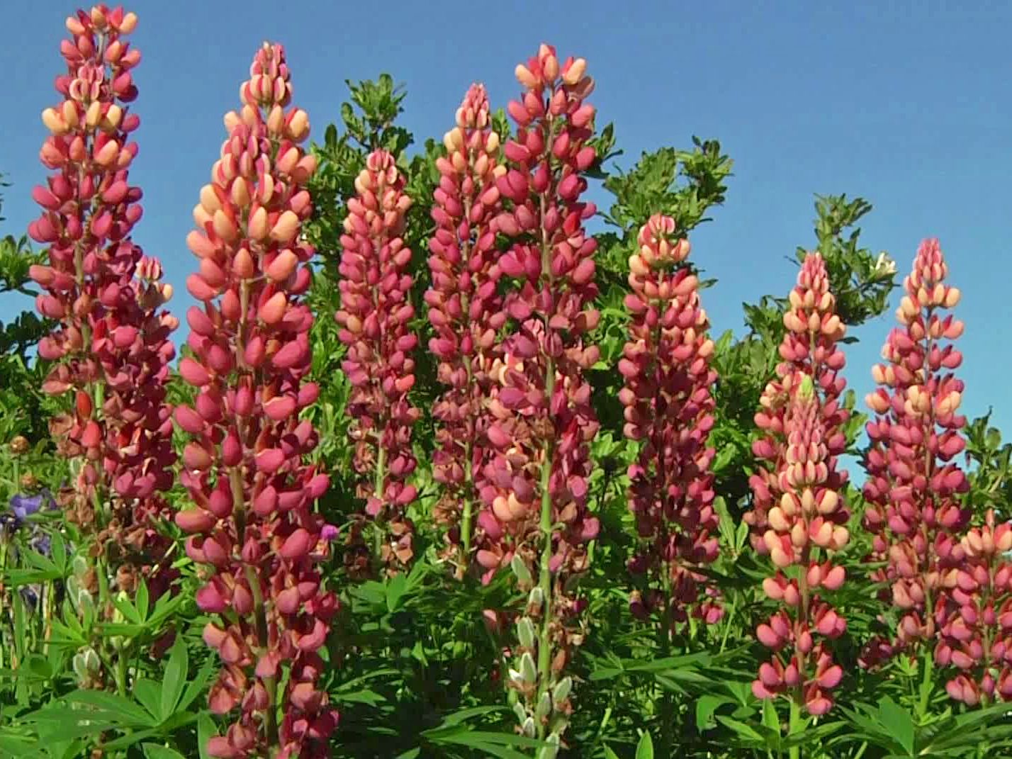 Lupine 'Schlossfrau' / 'Chatelaine'