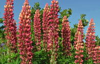 Lupine 'Schlossfrau' / 'Chatelaine'