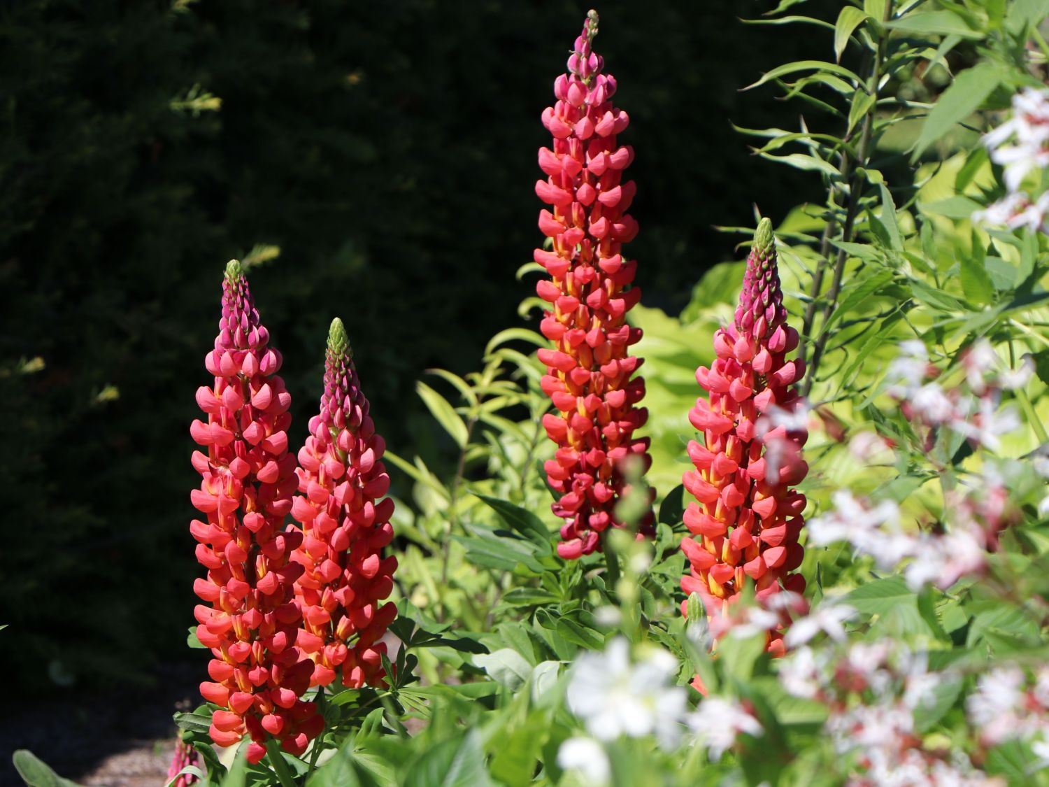Lupine 'Towering Inferno'