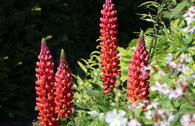 Lupine 'Towering Inferno'