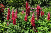 Lupine Westcountry 'Beefeater'