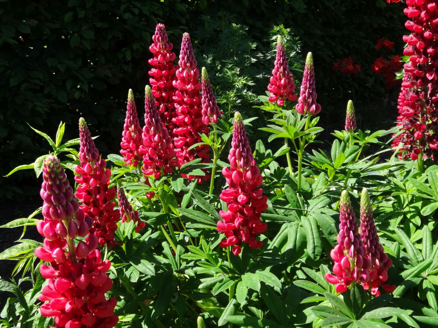 Lupinen (Lupinus)