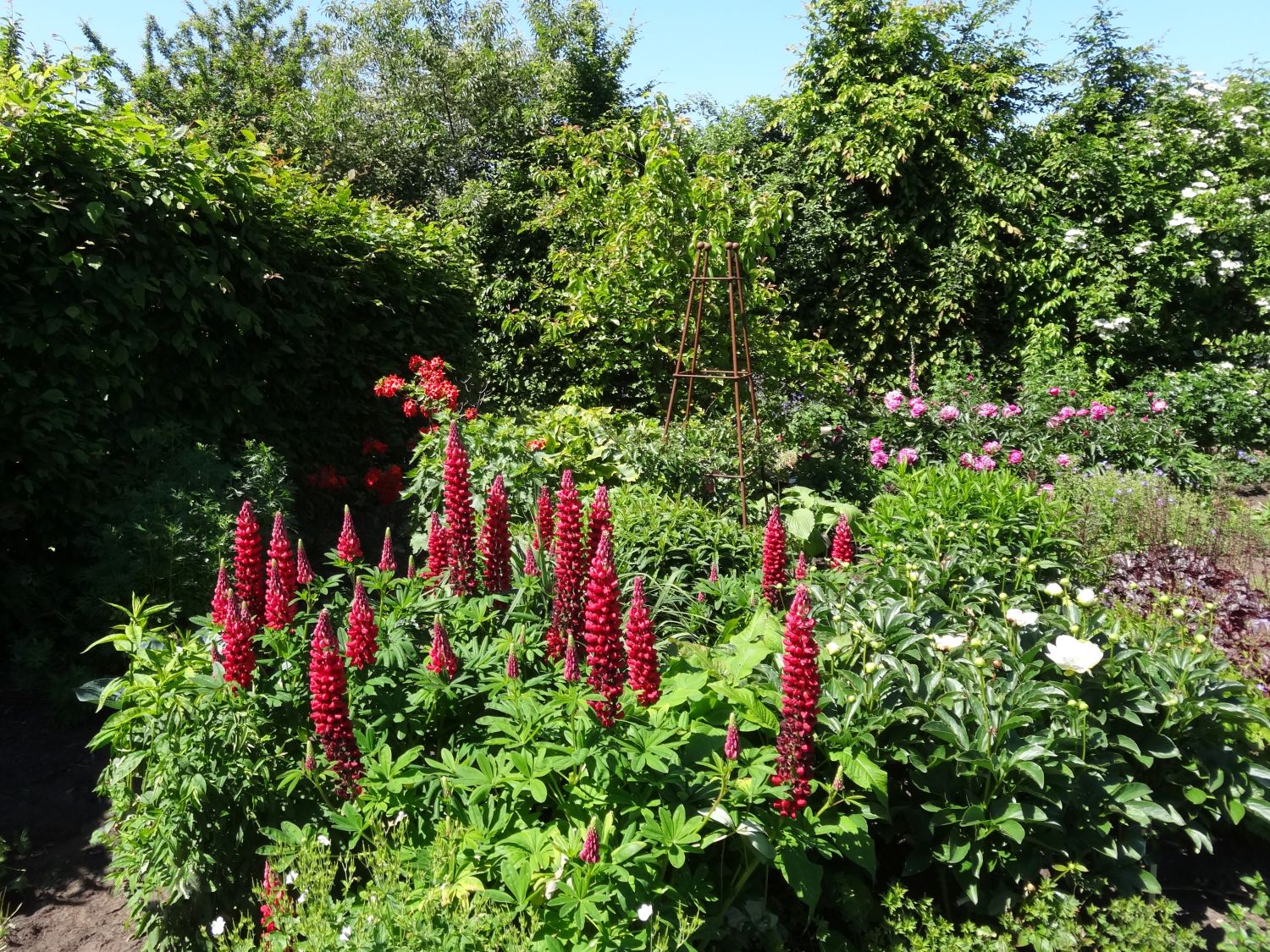 Lupine Westcountry-Serie &lsquo;Beefeater&rsquo; ® für Deinen Garten!