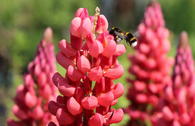 Lupine Westcountry 'Red Rum'