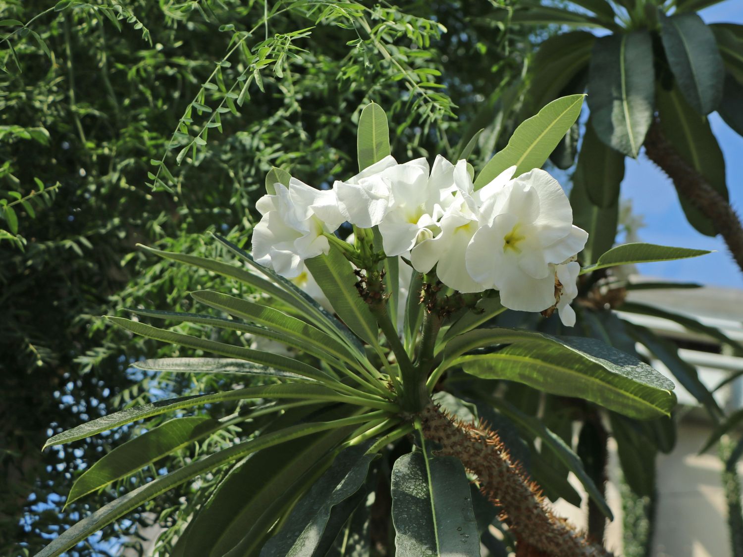 Pachypodium (Pachypodium)