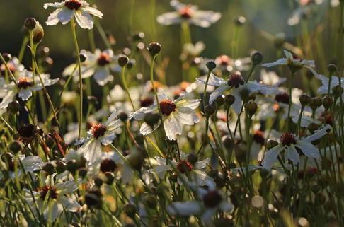 Mädchenauge 'Fools Gold' - Coreopsis pubescens 'Fools Gold'