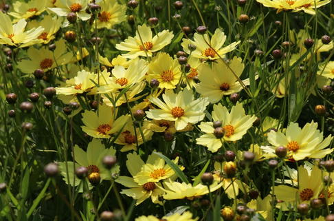 Mädchenauge 'Full Moon' - Coreopsis grandiflora 'Full Moon'