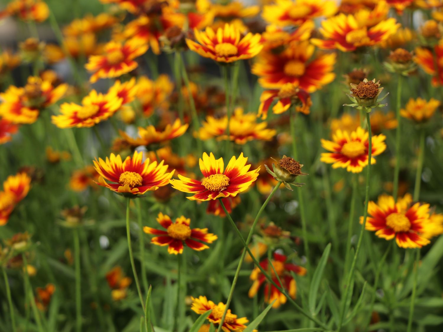 Mädchenauge 'Li'L Bang Daybreak' - Coreopsis x cultorum Li'L Bang 'Daybreak'
