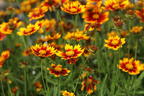 Mädchenauge 'Li'L Bang Daybreak' - Coreopsis x cultorum Li'L Bang 'Daybreak'