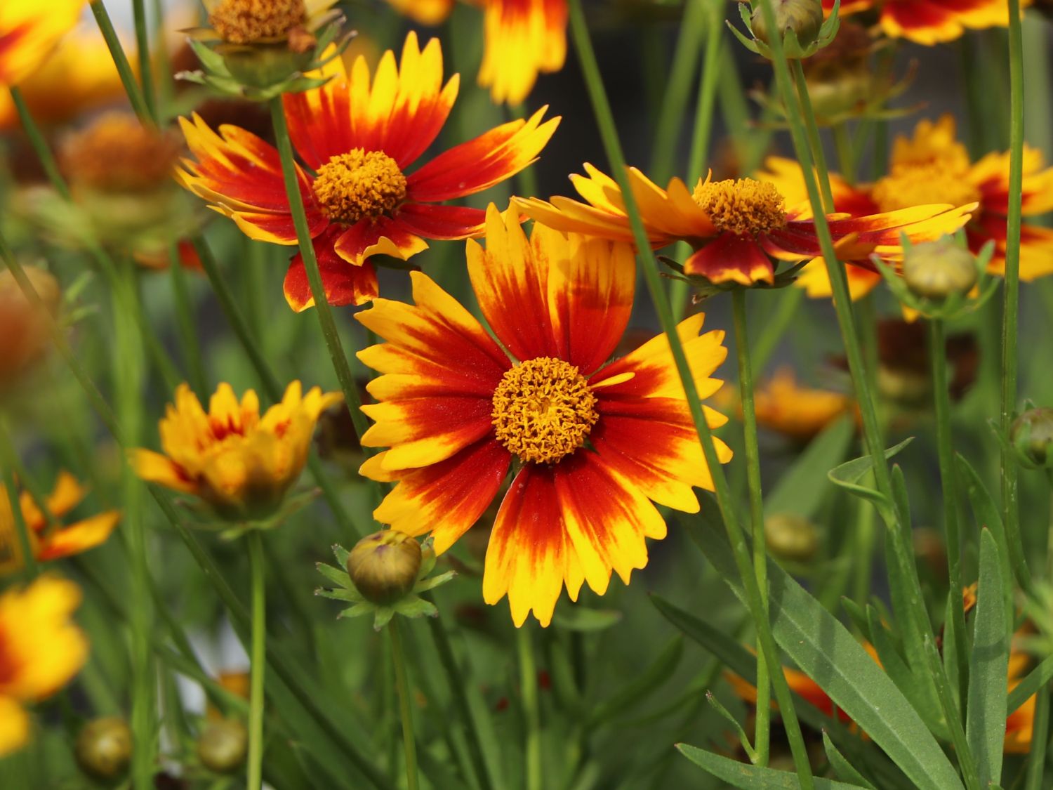 Mädchenauge 'Li'L Bang Daybreak' - Coreopsis x cultorum Li'L Bang 'Daybreak'
