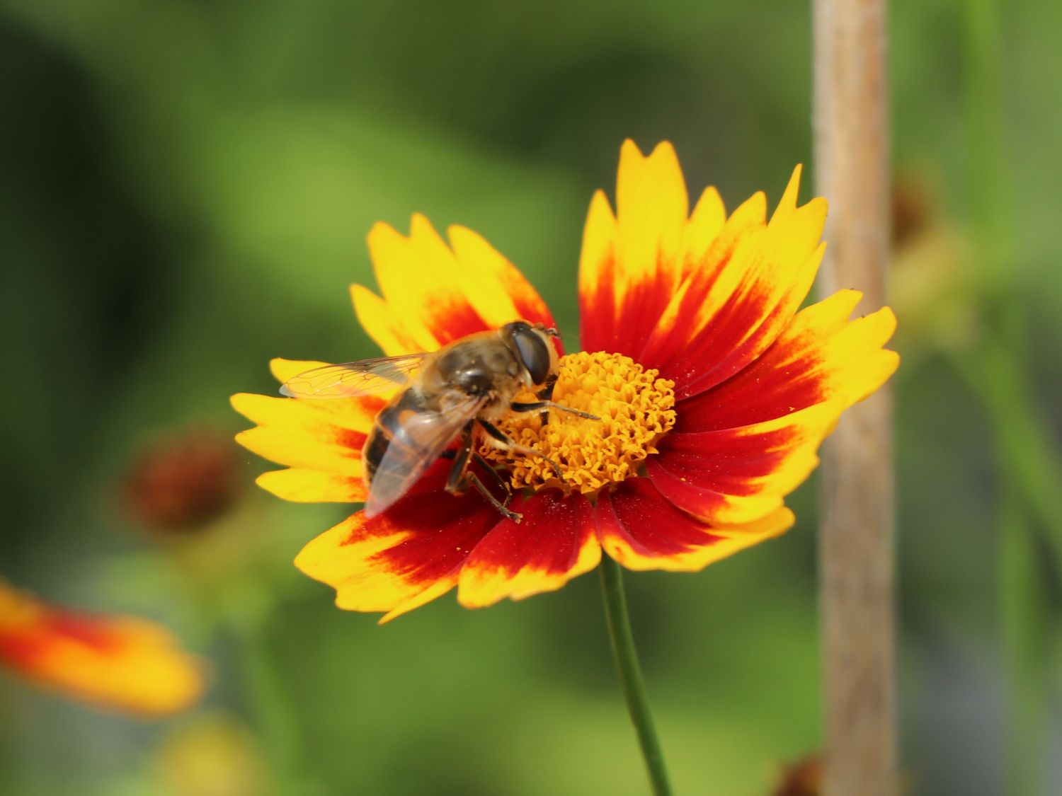 Mädchenauge 'Li'L Bang Daybreak' - Coreopsis x cultorum Li'L Bang 'Daybreak'