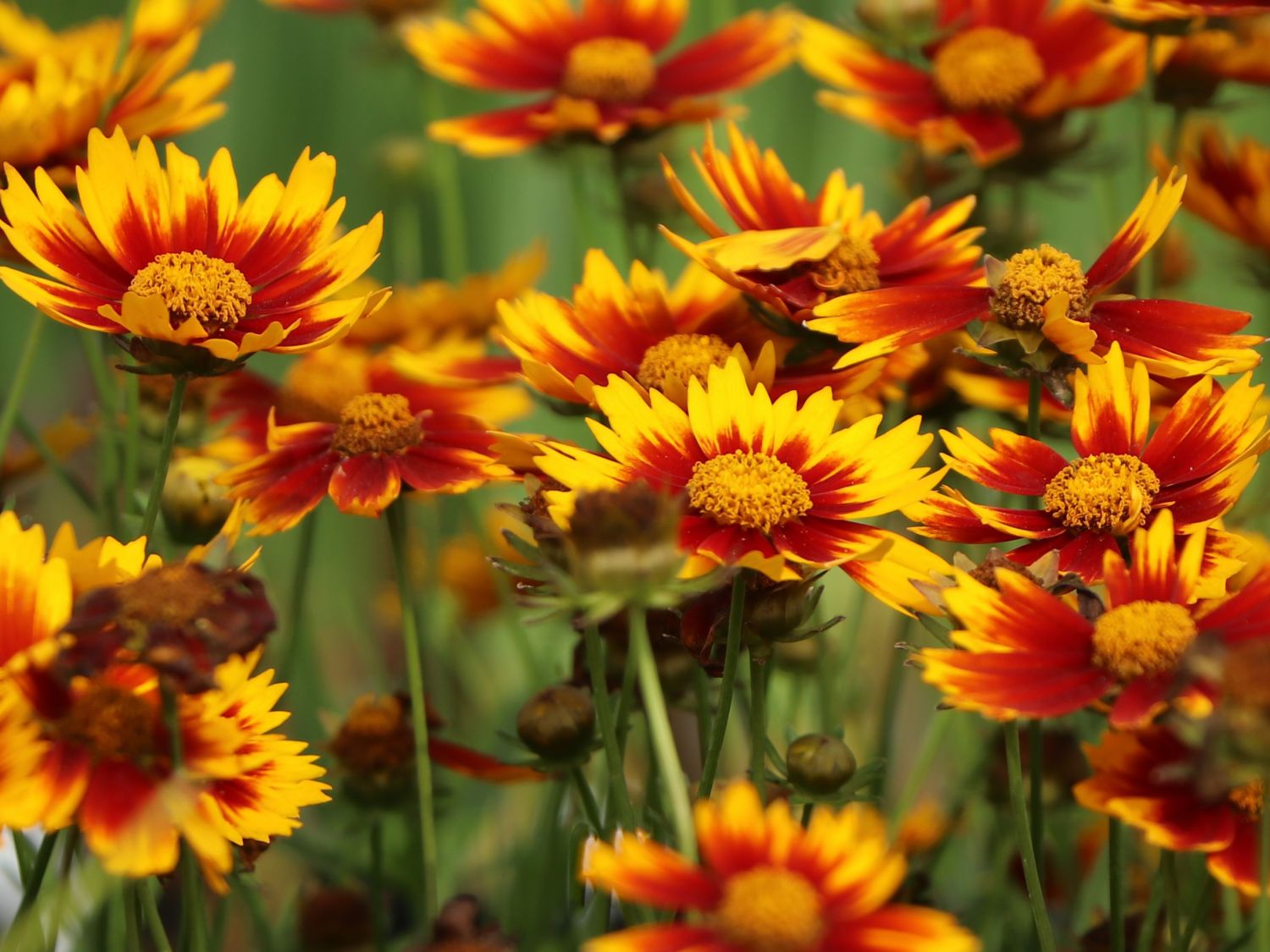 Mädchenauge 'Li'L Bang Daybreak' - Coreopsis x cultorum Li'L Bang 'Daybreak'