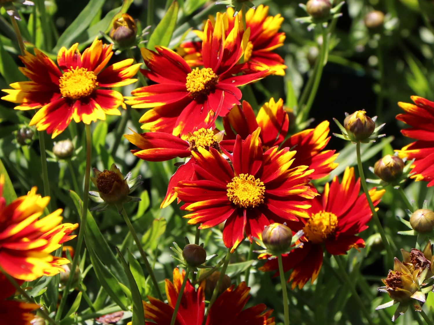 Mädchenauge 'Li'L Bang Daybreak'