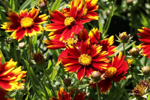 Mädchenauge 'Li'L Bang Daybreak' - Coreopsis x cultorum Li'L Bang 'Daybreak'