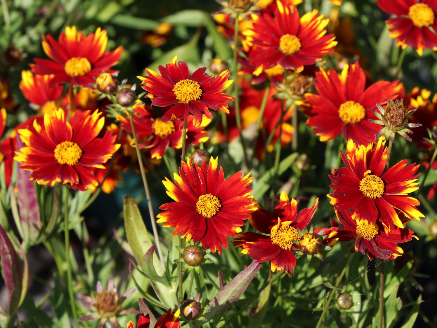 Mädchenauge 'Li'L Bang Daybreak' - Coreopsis x cultorum Li'L Bang 'Daybreak'