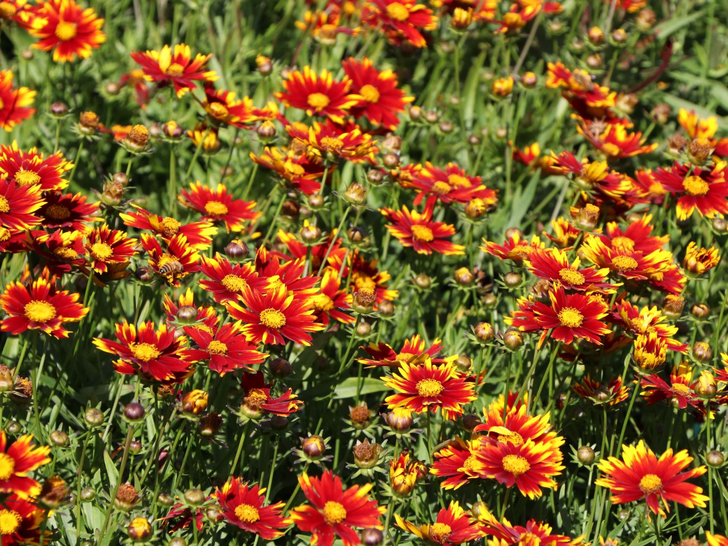 Mädchenauge 'Li'L Bang Daybreak' - Coreopsis x cultorum Li'L Bang 'Daybreak'