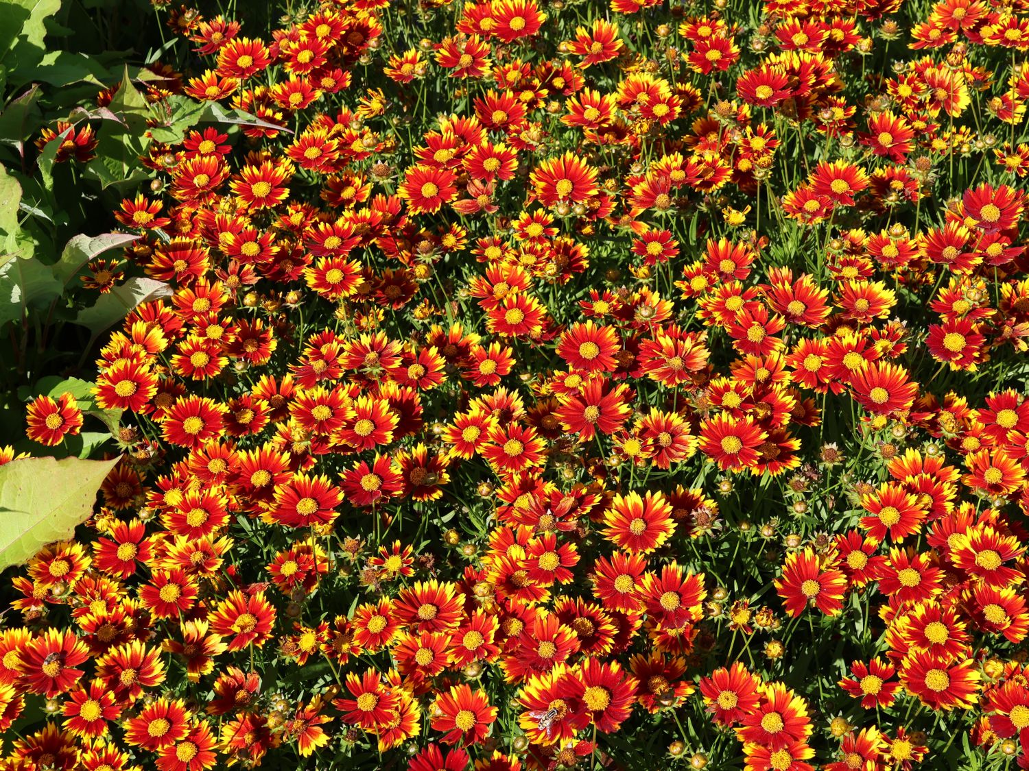 Mädchenauge 'Li'L Bang Daybreak' - Coreopsis x cultorum Li'L Bang 'Daybreak'