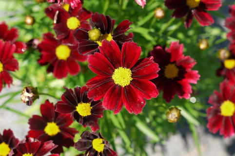 Mädchenauge Li'L Bang 'Red Elf' - Coreopsis x cultorum Li'L Bang 'Red Elf'