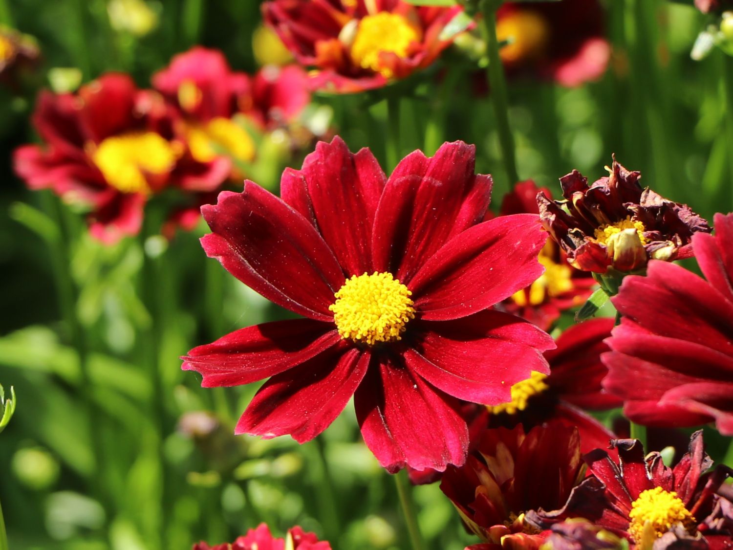 Mädchenauge Li'L Bang 'Red Elf' - Coreopsis x cultorum Li'L Bang 'Red Elf'