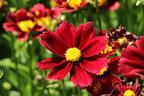 Mädchenauge Li'L Bang 'Red Elf' - Coreopsis x cultorum Li'L Bang 'Red Elf'