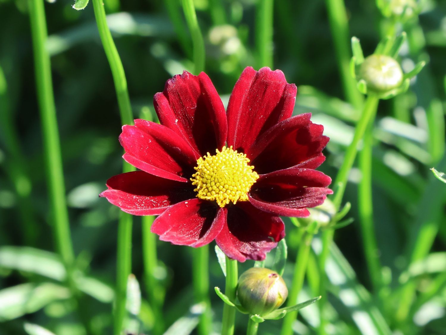 Mädchenauge Li'L Bang 'Red Elf' - Coreopsis x cultorum Li'L Bang 'Red Elf'