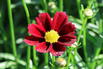 Mädchenauge Li'L Bang 'Red Elf' - Coreopsis x cultorum Li'L Bang 'Red Elf'