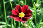 Mädchenauge Li'L Bang 'Red Elf' - Coreopsis x cultorum Li'L Bang 'Red Elf'