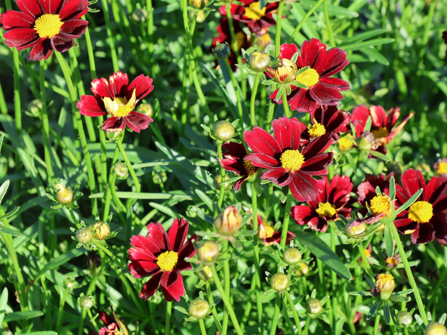 Mädchenauge Li'L Bang 'Red Elf' - Coreopsis x cultorum Li'L Bang 'Red Elf'