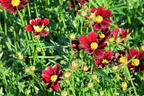 Mädchenauge Li'L Bang 'Red Elf' - Coreopsis x cultorum Li'L Bang 'Red Elf'