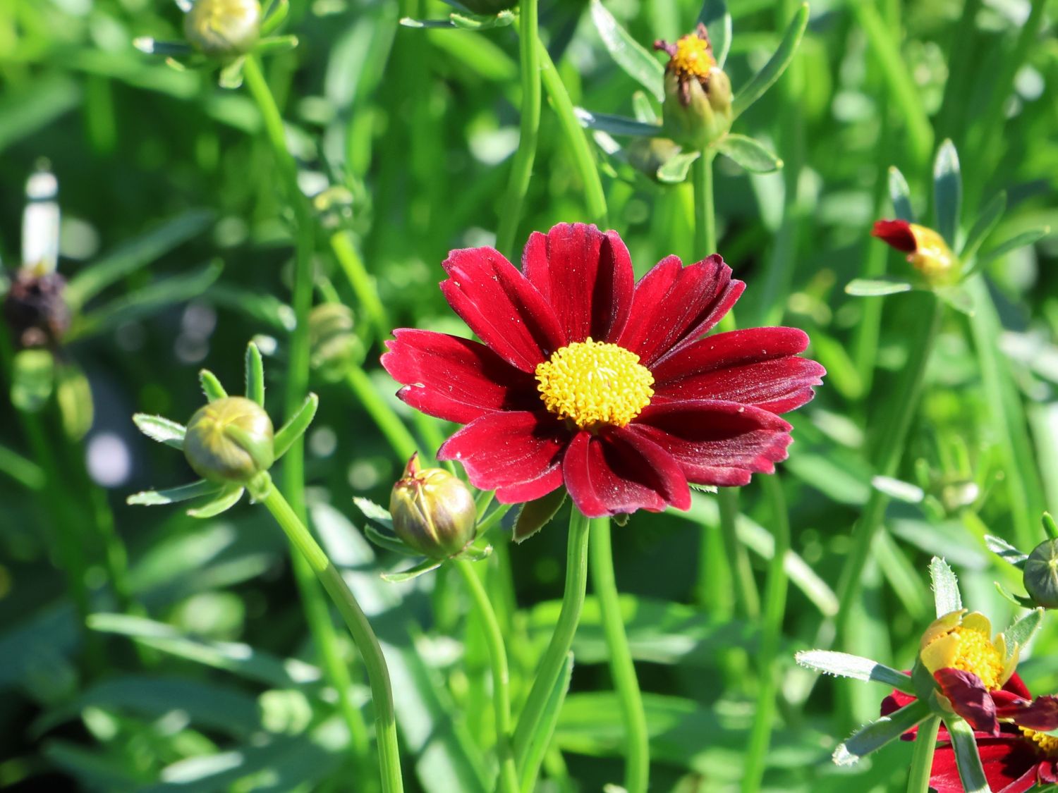 Mädchenauge Li'L Bang 'Red Elf' - Coreopsis x cultorum Li'L Bang 'Red Elf'